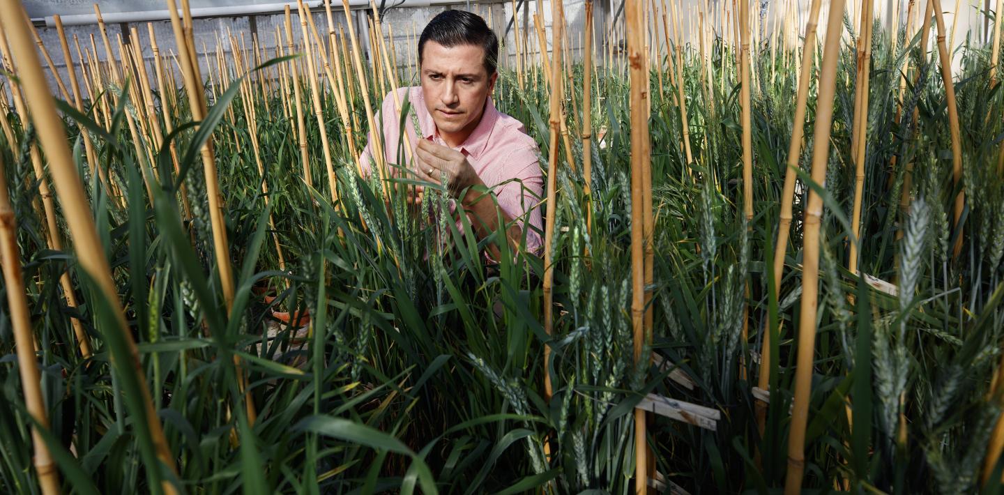 Grad Student in Wheat Greenhouse