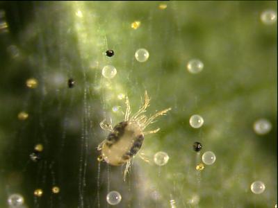 Two-Spotted Spider Mite (<i>T. urticae</i>)