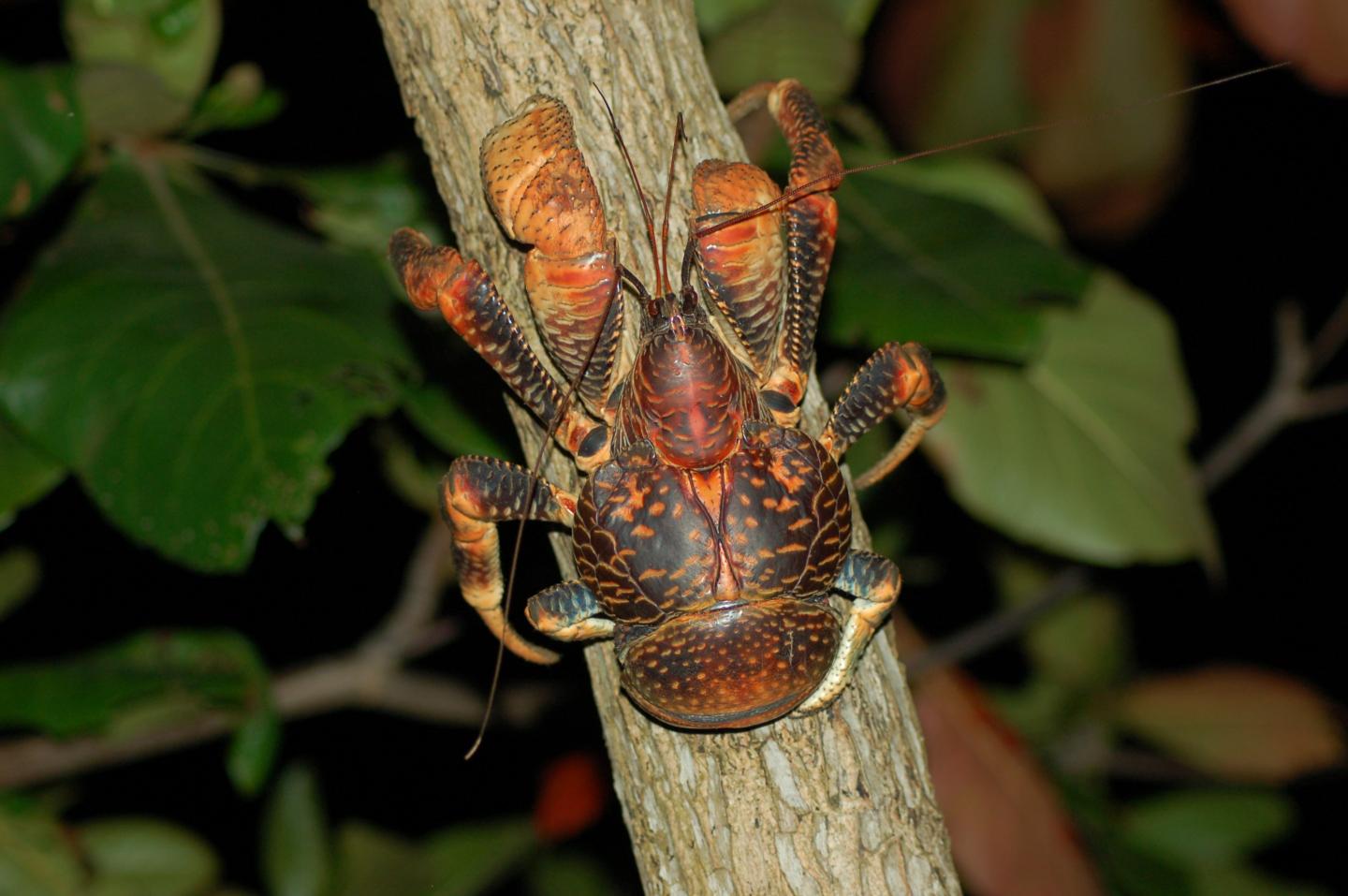 Coconut Crab