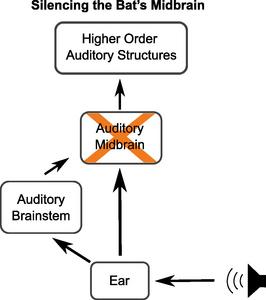 Silencing the bats' midbrain