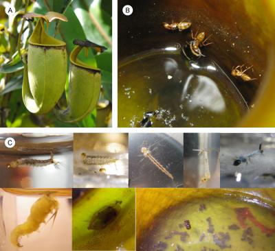 <i>Nepenthes bicalcarata</i> and <i>Camponotus schmitzi</i>
