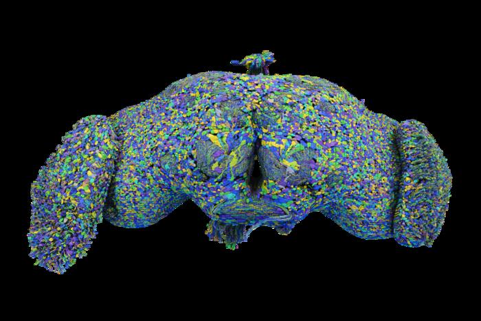 Fruit fly connectome: All 139,255 neurons in an adult fruit fly brain