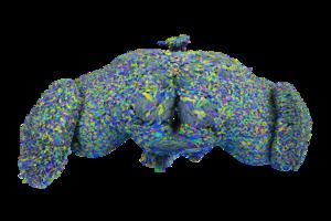 Fruit fly connectome: All 139,255 neurons in an adult fruit fly brain