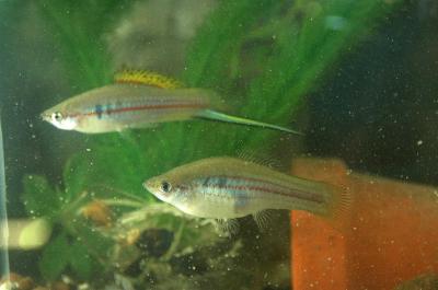 Male and Female Swordtail Fish