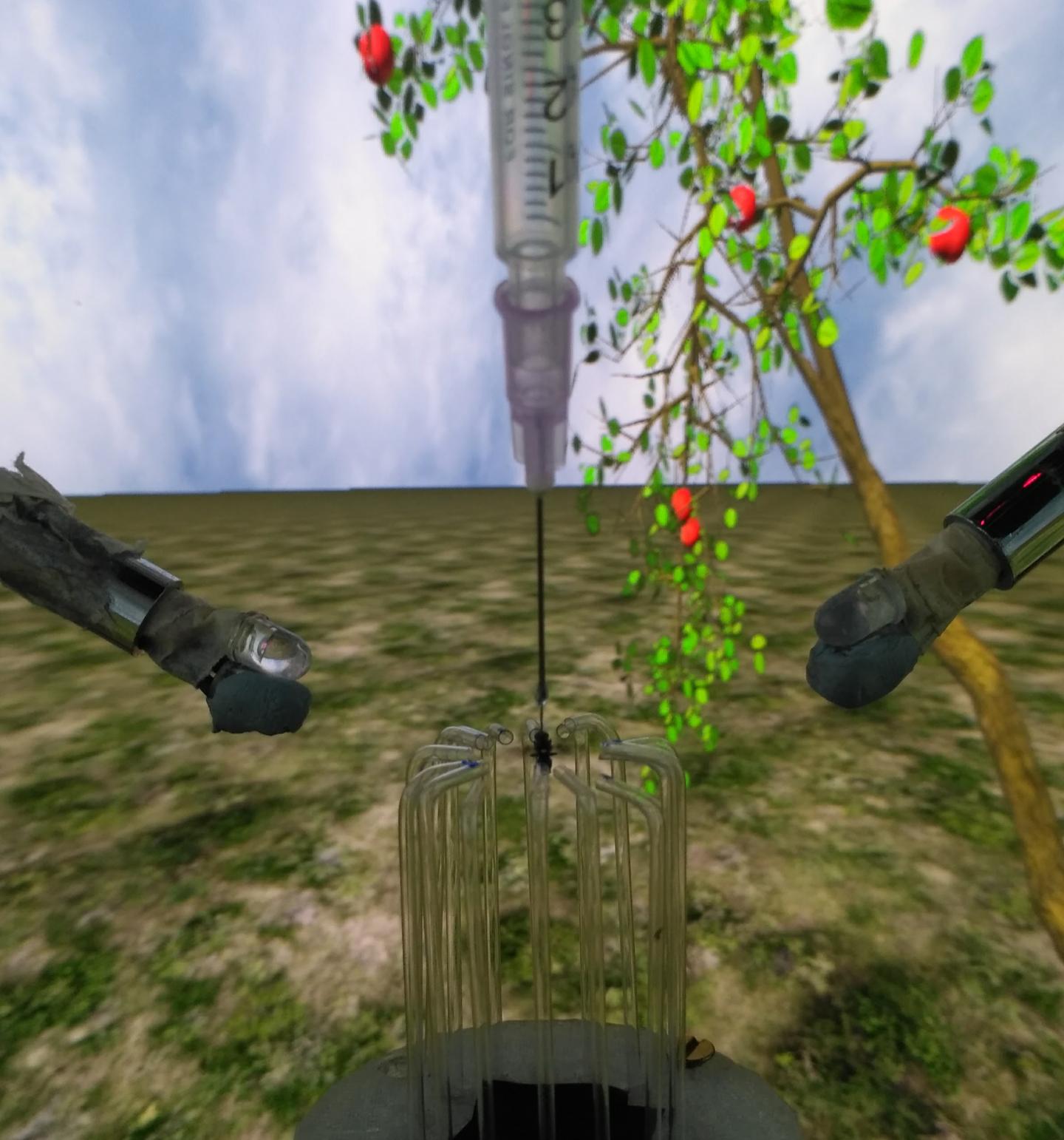 A tethered apple fly (Rhagoletis pomonella) responding to airflow and odour stimuli in a multimodal virtual reality arena.