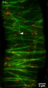 Katanin Severing Straying Microtubules