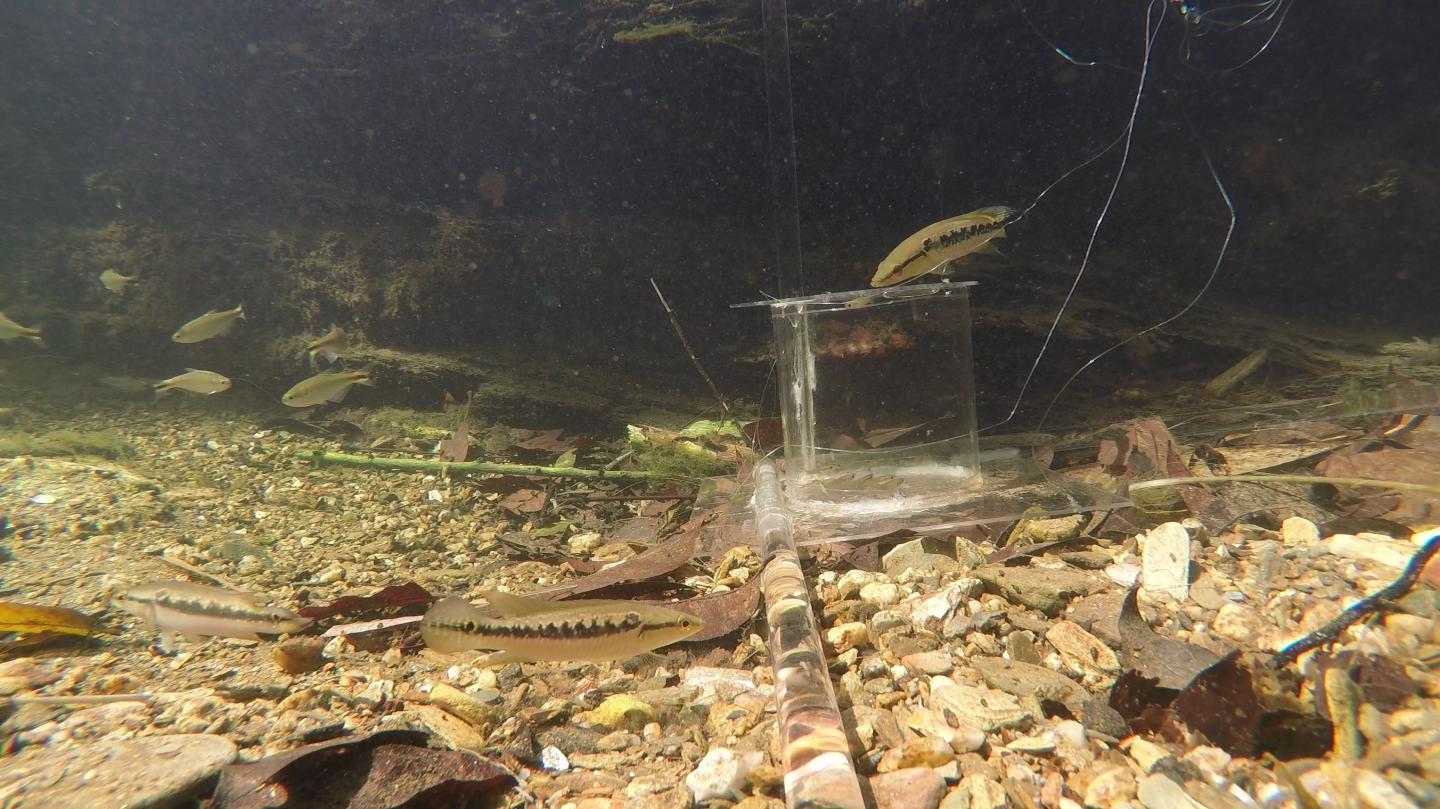 Abundance of Crenicichla frenata