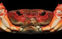 Close-up of the New Crab Species and Genus