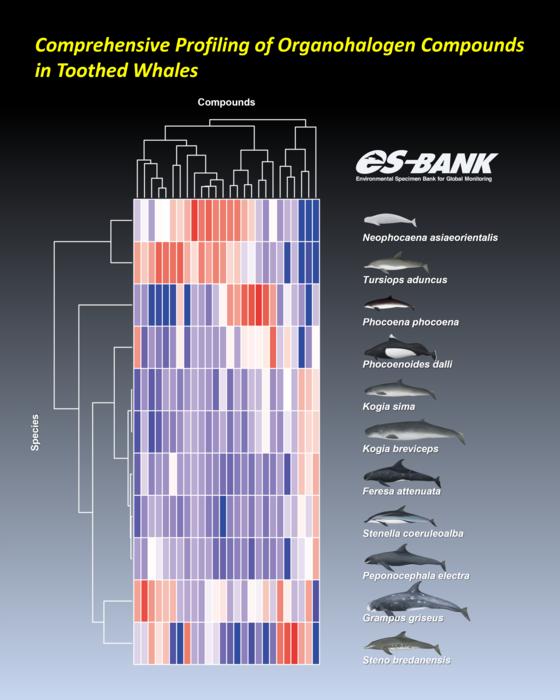 Comprehensive Profiling of organohalogen compounds in toothed whales