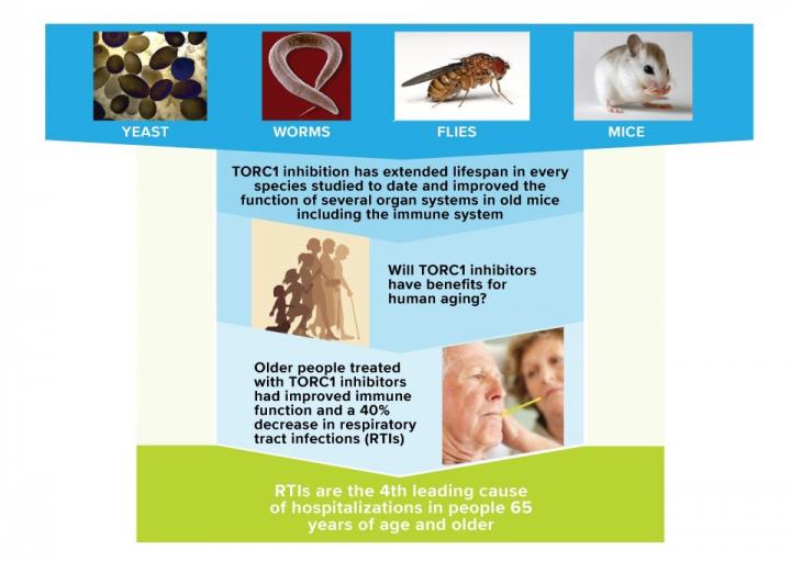 Combination Treatment Fortifies the Aging Immune System (1 of 2)