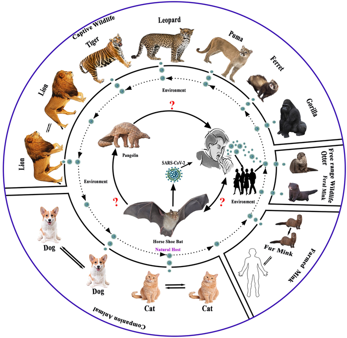 Possible evolution and transmission pathways