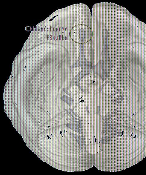 The Olfactory Bulb in the Human Brain