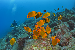 Scientific diver in Revillagigedo National Park