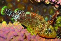 One of the new Scorpionfish' Two western Atlantic Congeners 2