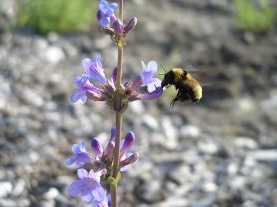 <i>Penstemon pachyphyllus<i>