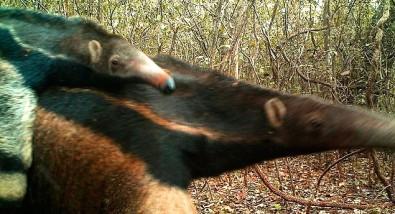 Giant Anteater (<em>Myrmecophaga tridactyla</em>)