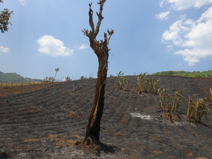 Land cleared through burning