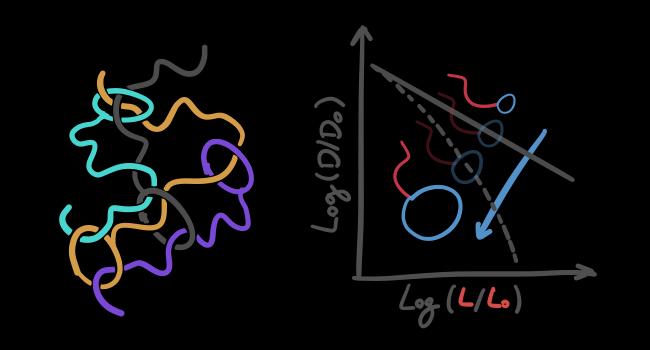 'The Head-Tail of Tadpoles': the Dynamics of Polymers with a Singular Shape Is the Protagonist of a 