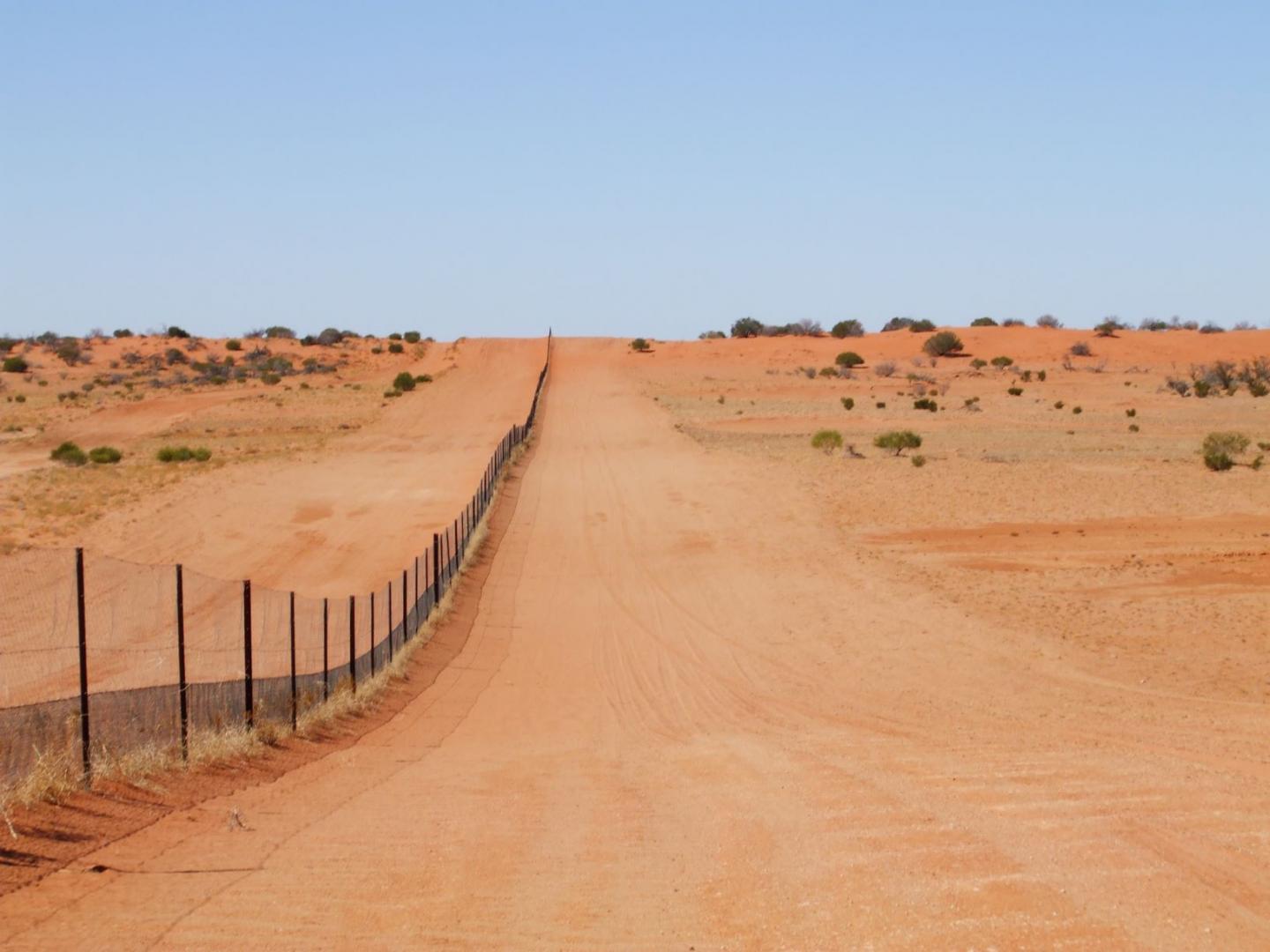 The Unexpected Result of Australia's Dingo Fence - JSTOR Daily