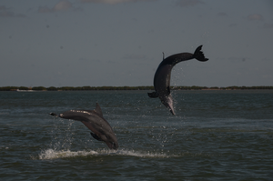 Dolphins in action