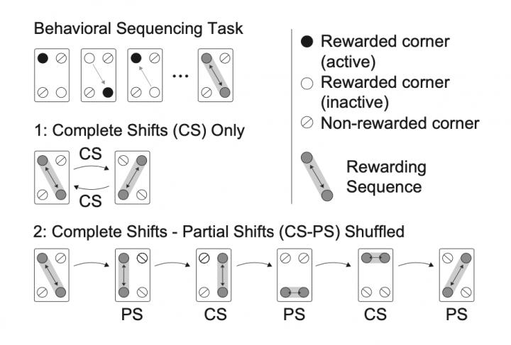 Schematic of the behavioral tasks