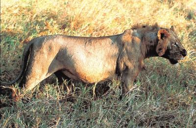 Reproductively Prime-aged Tsavo Lion 2