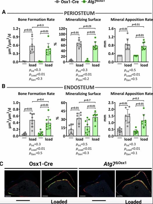 Mitochondrial oxidative stress or decreased autophagy in osteoblast lineage cells is not sufficient to mimic the deleterious effects of aging on bone mechanoresponsiveness