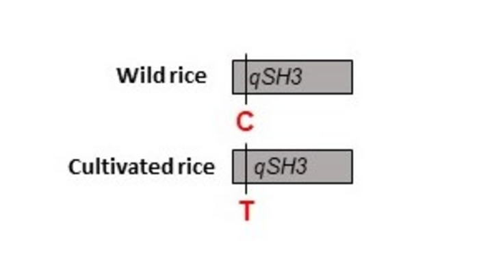 図3. 野生イネの種子脱粒性喪失に関わったqSH3遺伝子の解明