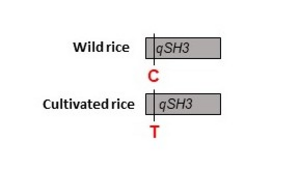 Figure 3: Discovery of the qSH3 gene related to seed-shattering loss in wild rice