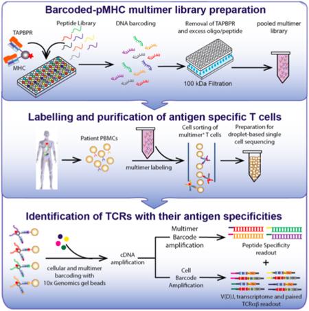 T cell assay workflow