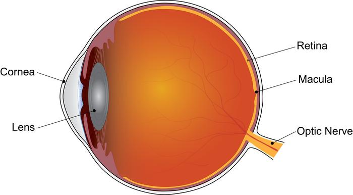 Schematic showing the macula.