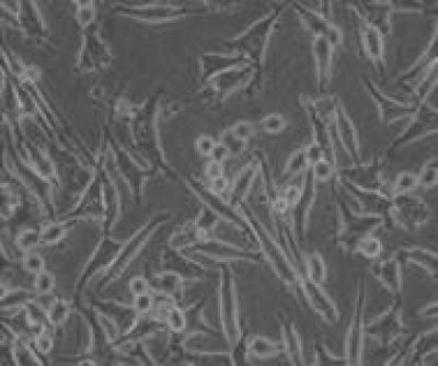 Changes in Morphology 