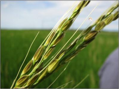 A Crop Reversion of an Invasion?