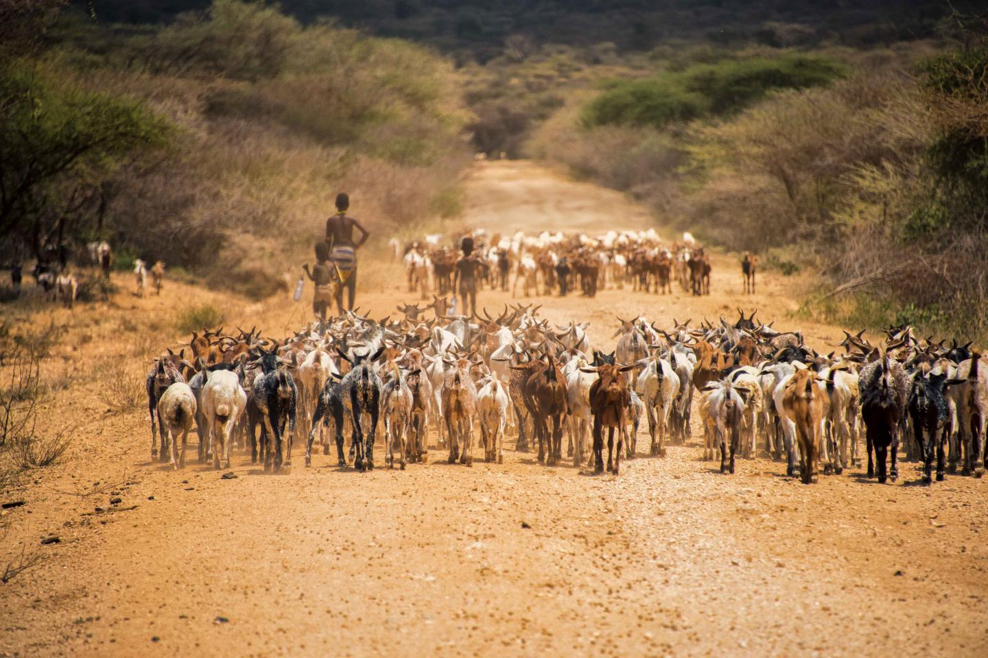 Goats with herder in Ethiopia