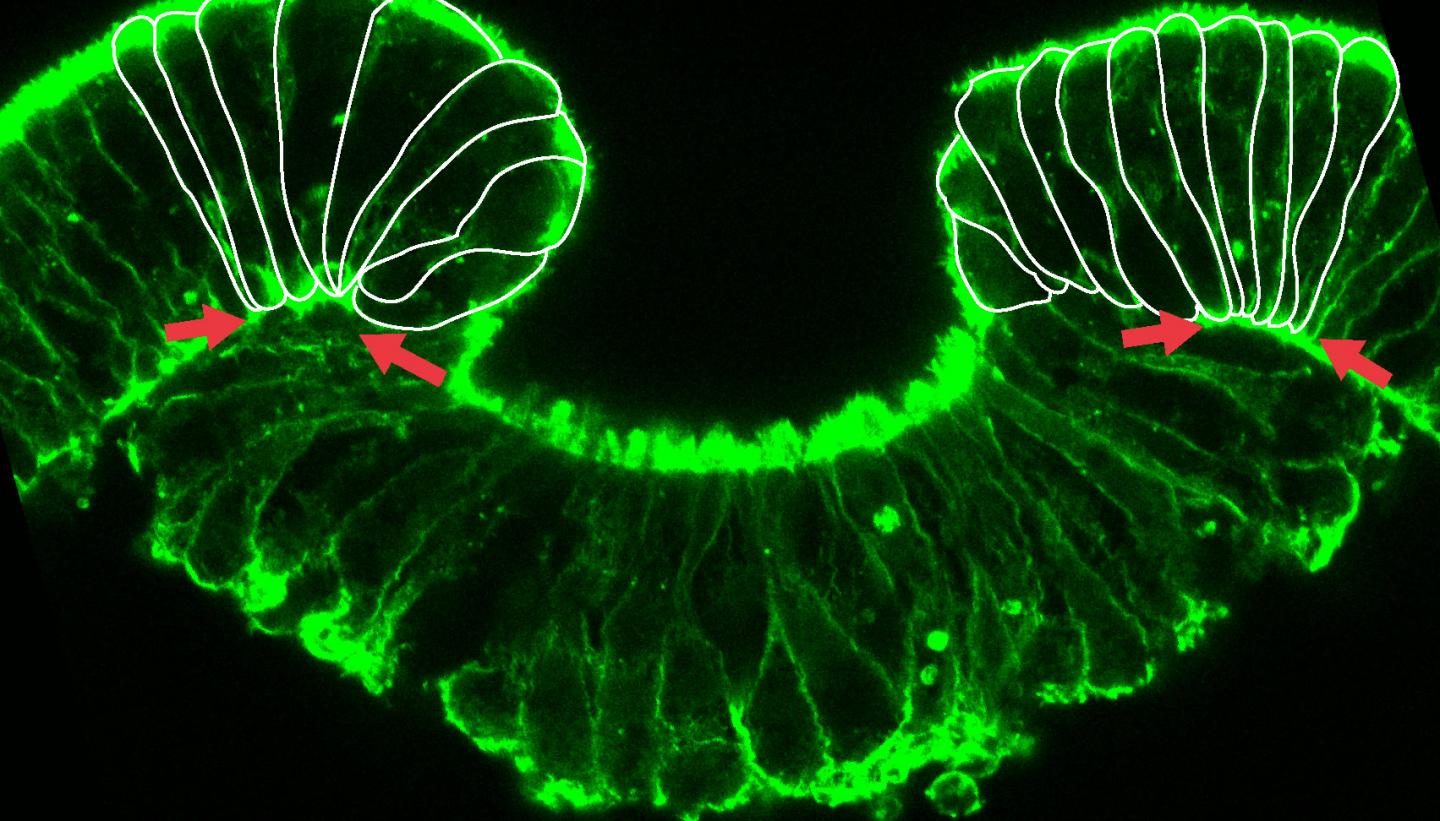 1 Early Stage of Invagination [IMAGE] | EurekAlert! Science News Releases