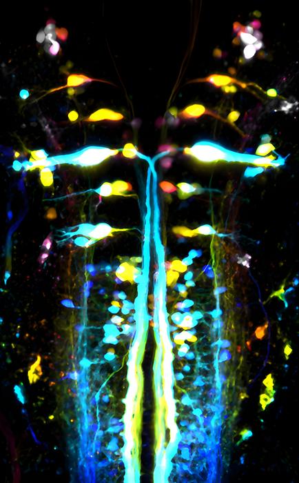 Corticospinal neurons in zebrafish