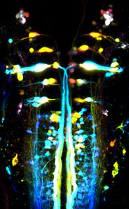 Corticospinal neurons in zebrafish