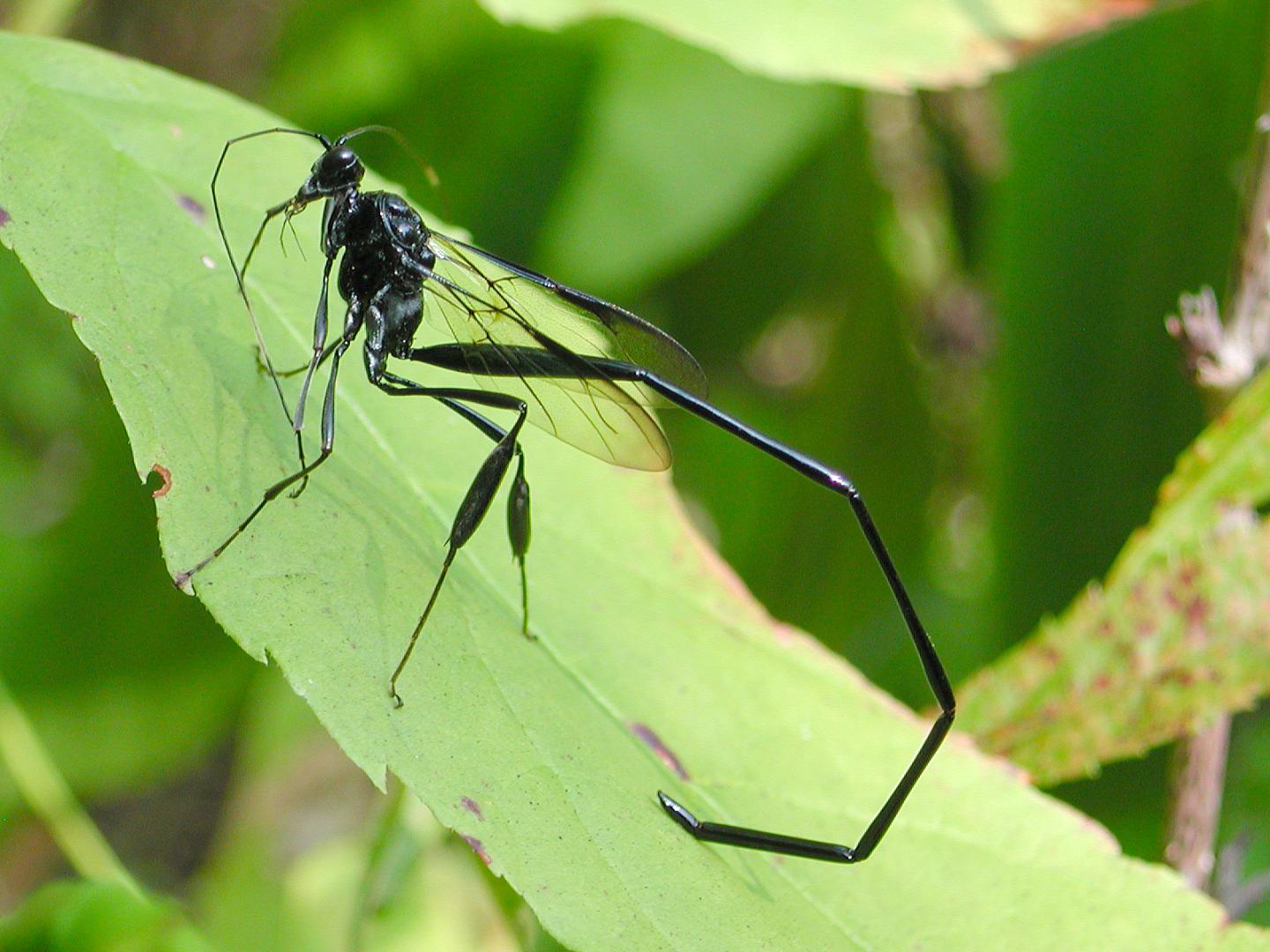 American Pelecinid Wasp (Pelecinus polyturator)