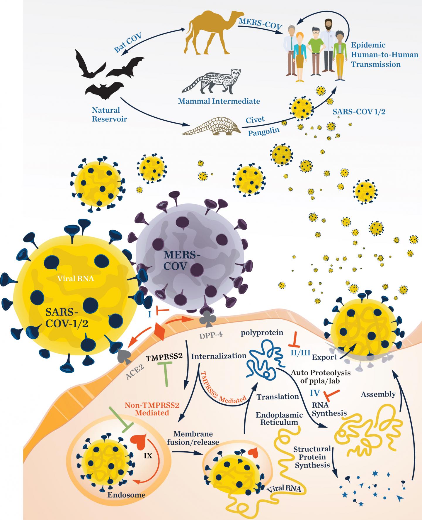 Coronavirus life cycle