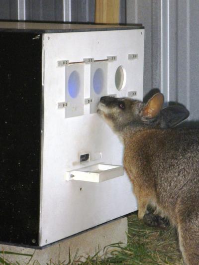 Wallaby Color Vision