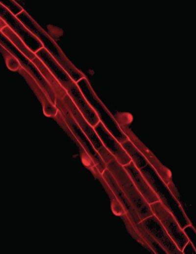 Root Cells of <i>Arabidopsis thaliana</i>