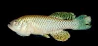 Old African Turquoise Killifish