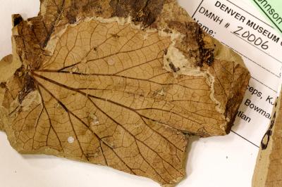 Fossilized Leaf