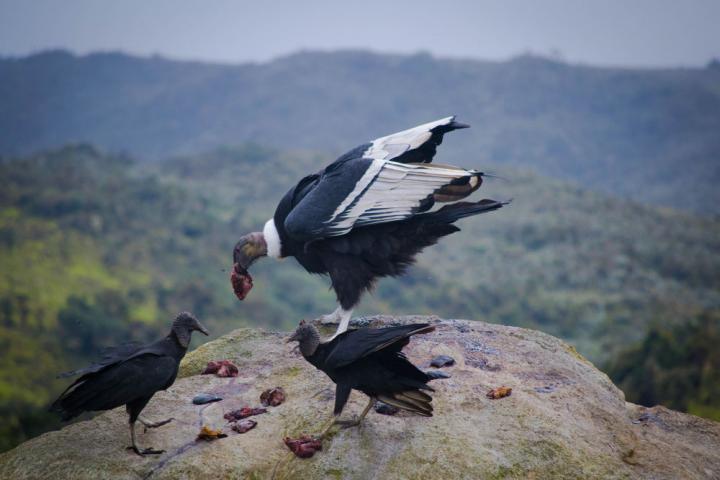 Black Vultures and Condors