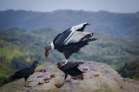 Black Vultures and Condors