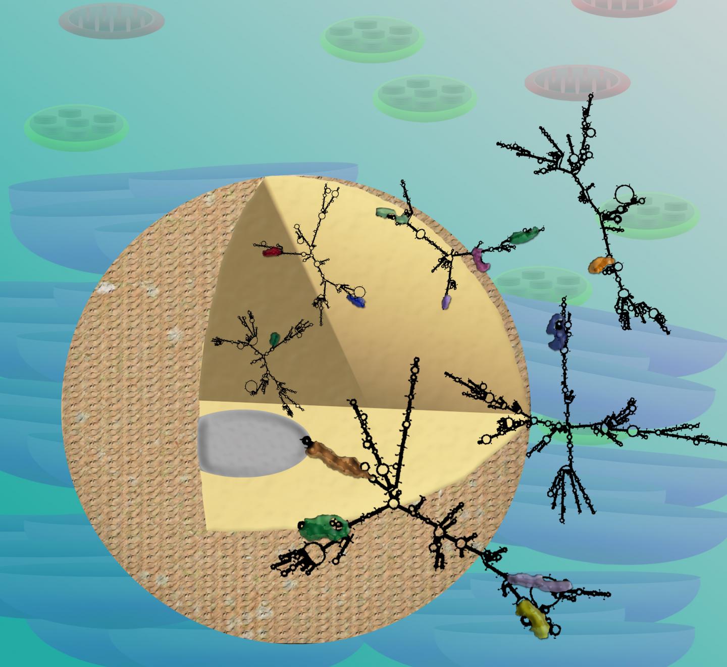 Characterizing the Transcriptome