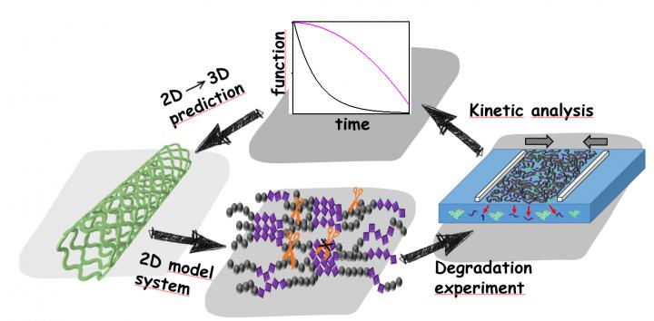 Scheme of the Study: Predicting the Degradation Behavior of Advanced Medical Devices