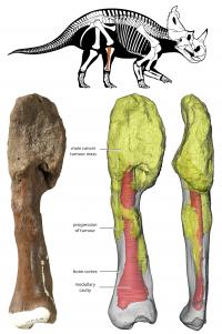 Horned dinosaur Centrosaurus apertus shin bone (fibula) with malignant bone cancer (osteosarcoma)