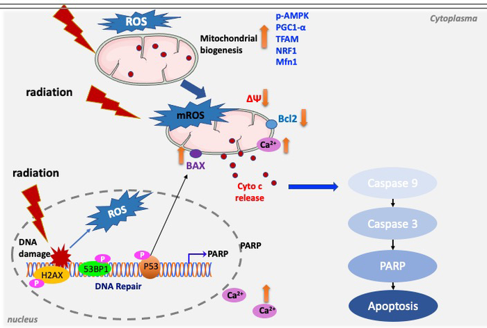 New Study Reveals the Relationship Between Mitochondrial Processes and Apoptosis