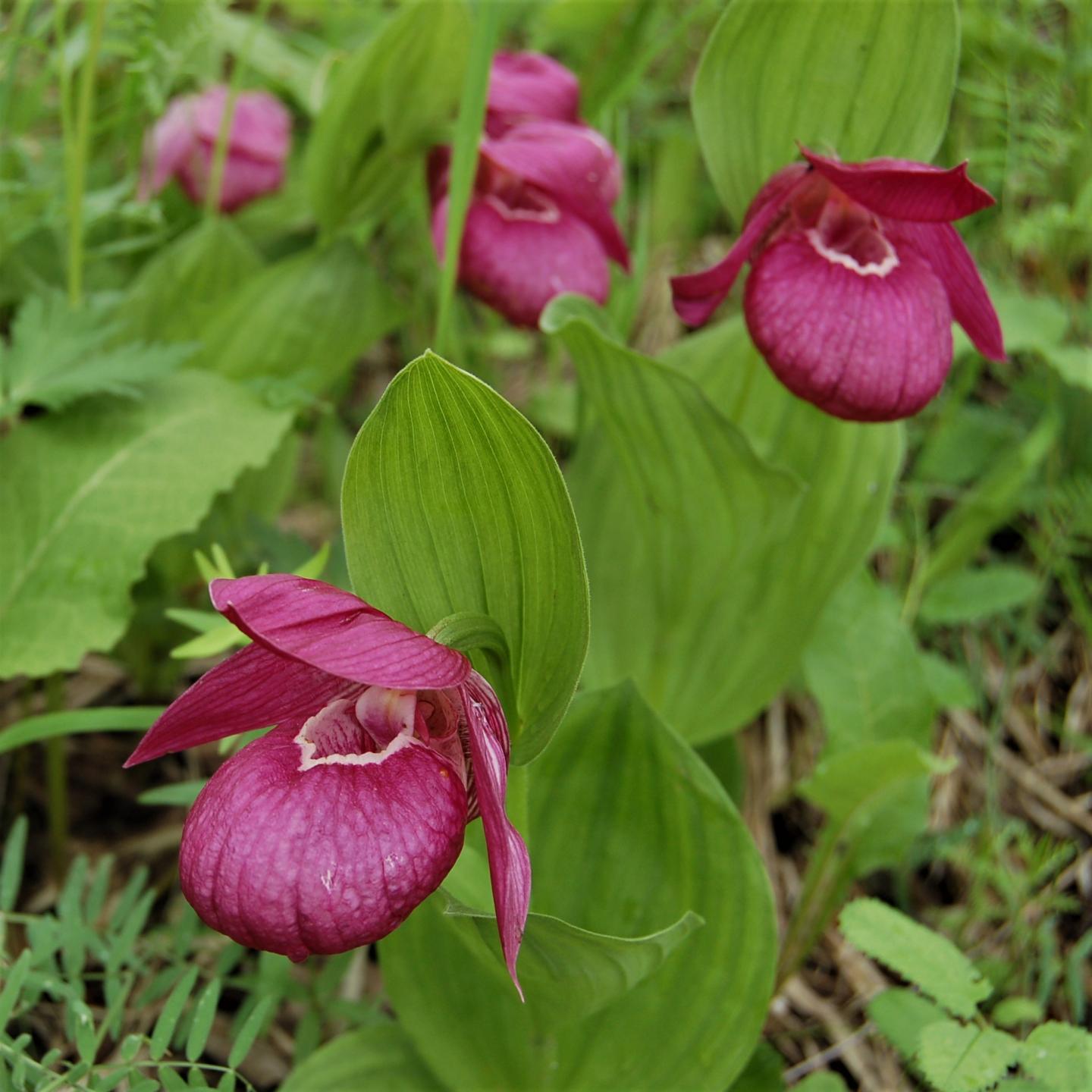 Large-flowered lady's-slipper (Cypripedium macranthos)